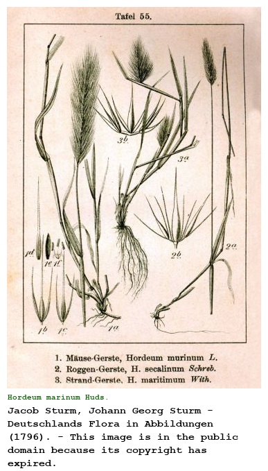 Hordeum marinum Huds.